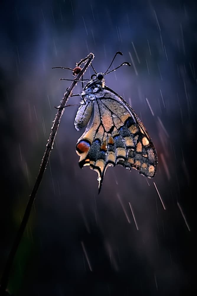 Rainy Day Butterfly by Antonio Grambone — canvas wall art