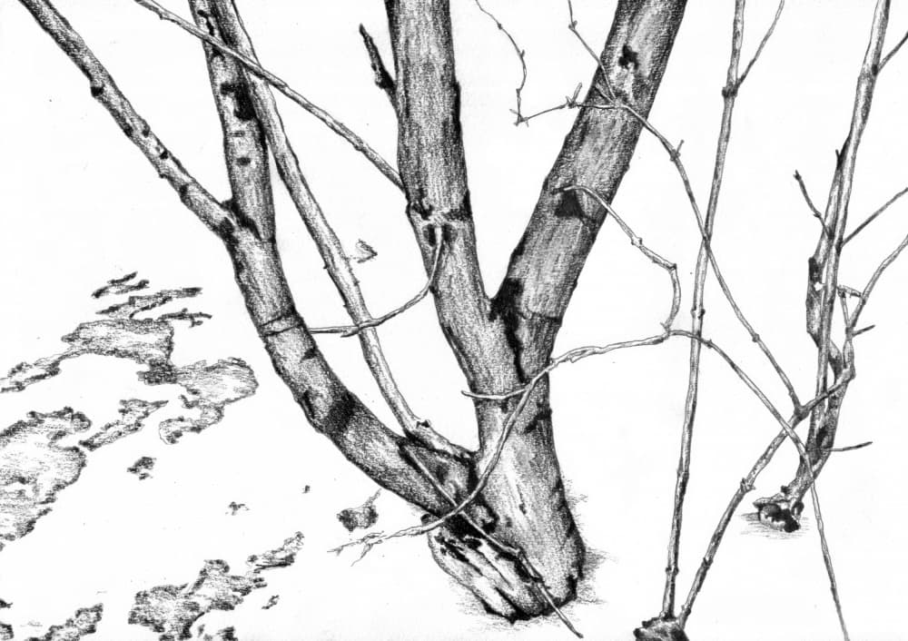 Bare Winter Branches by Kulik — canvas wall art