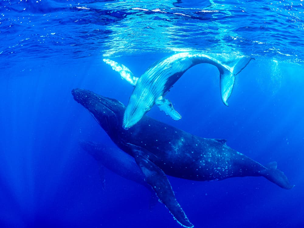Humpback Whales Underwater by KIMIO KOBAYASHI — canvas wall art