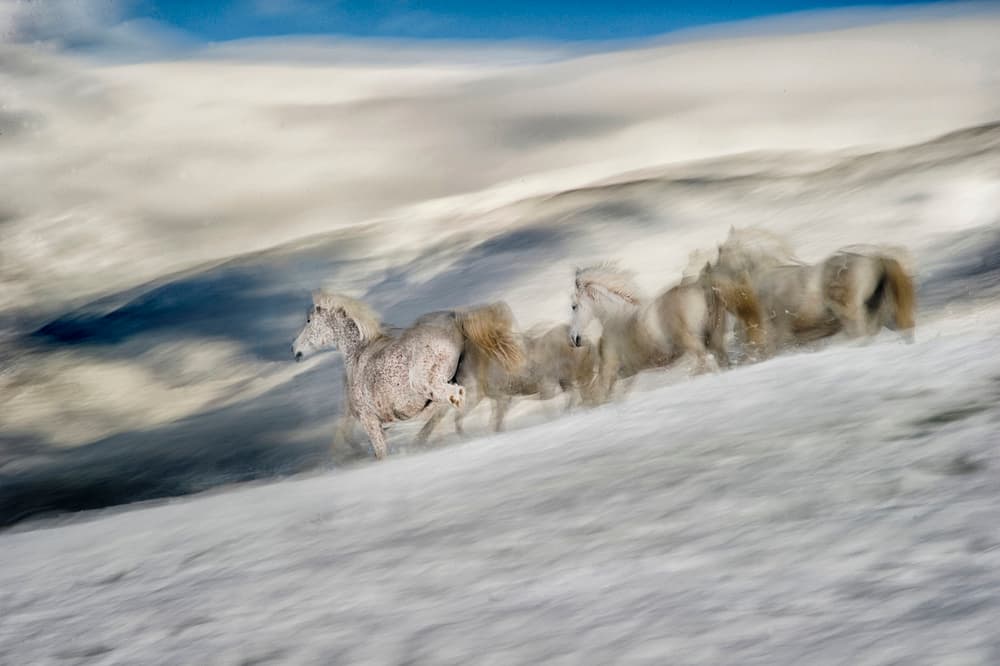 Wild Horses Winter Run by Milan Malovrh — canvas wall art