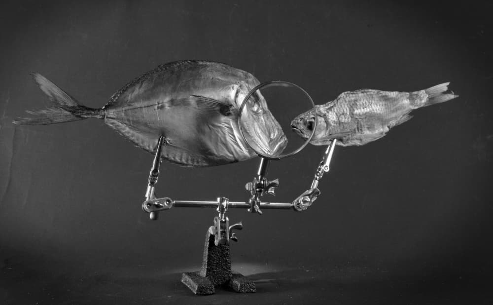 Curious Fish Study by Brig Barkow — canvas wall art