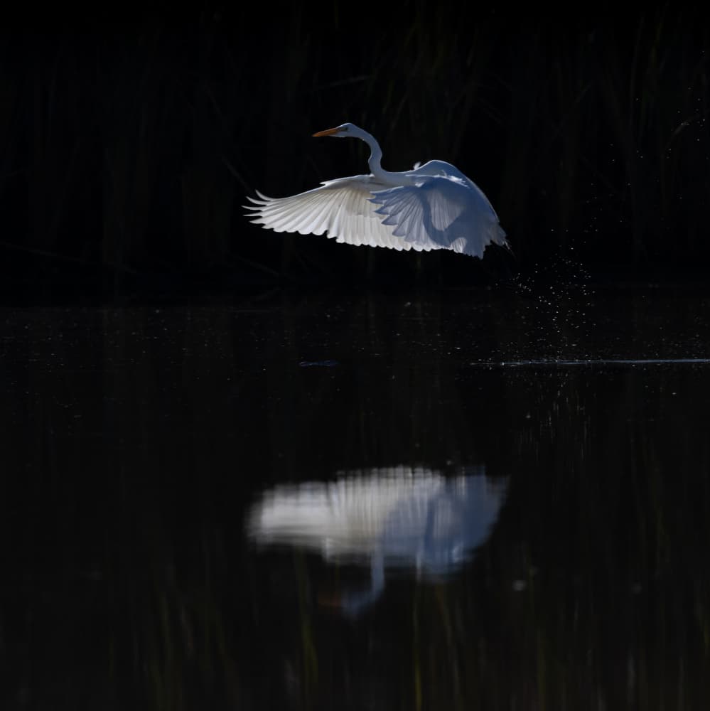 Graceful Egret Flight by Johnson Huang — canvas wall art