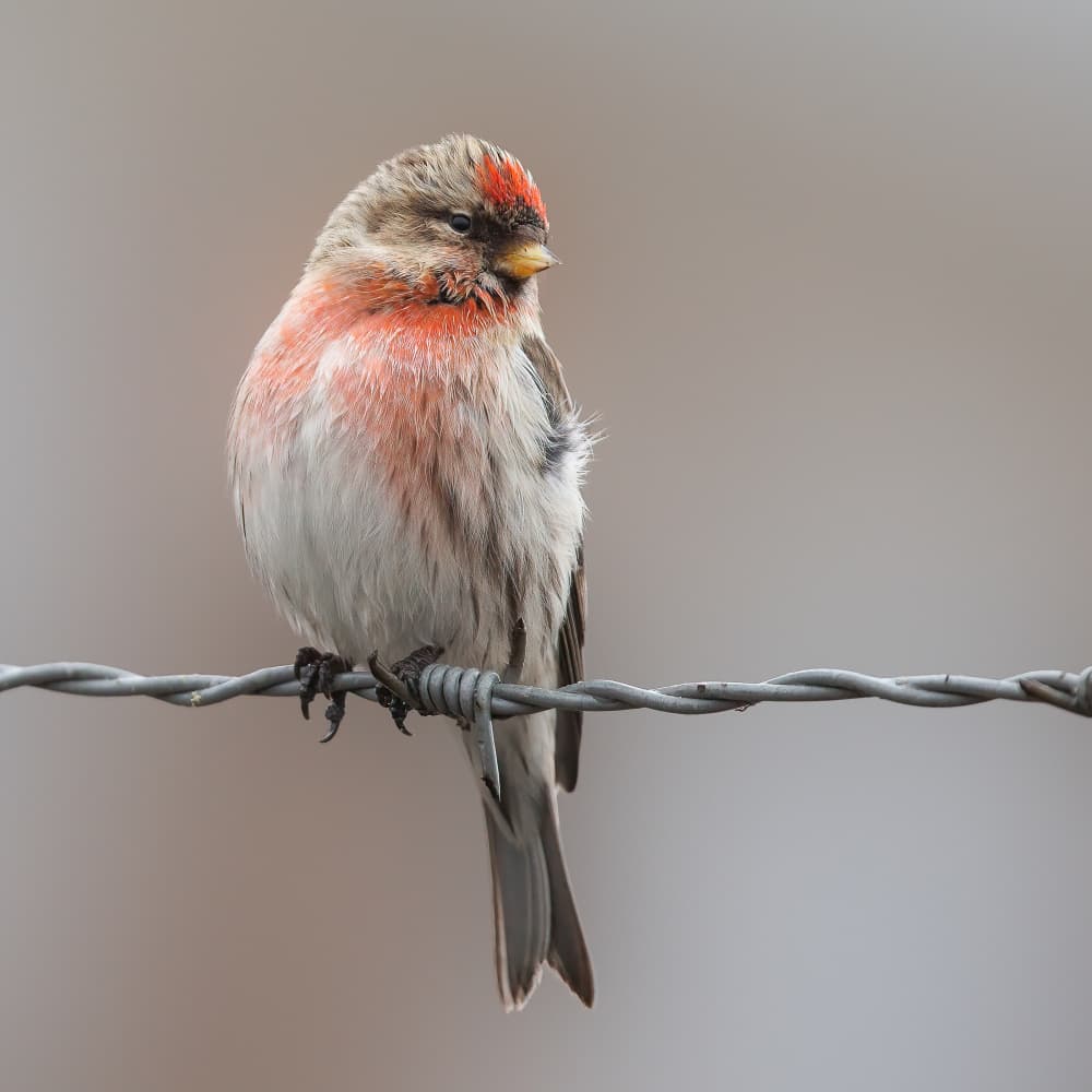 Redpoll on Barbed Wire by Annie Keizer — canvas wall art