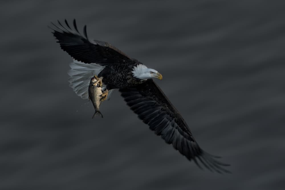 Bald Eagle Fishing Flight by Qing Zhao — canvas wall art