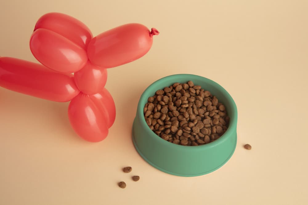 Balloon Dog And Kibble by Julia Ramiro — canvas wall art