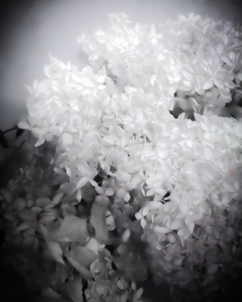 Dreamy White Flowers by Michele Frechette — canvas wall art