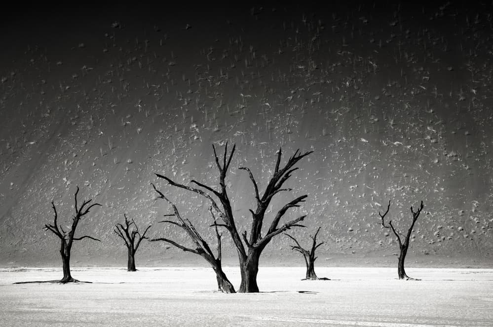Stark Desert Trees by Mathilde Guillemot — canvas wall art