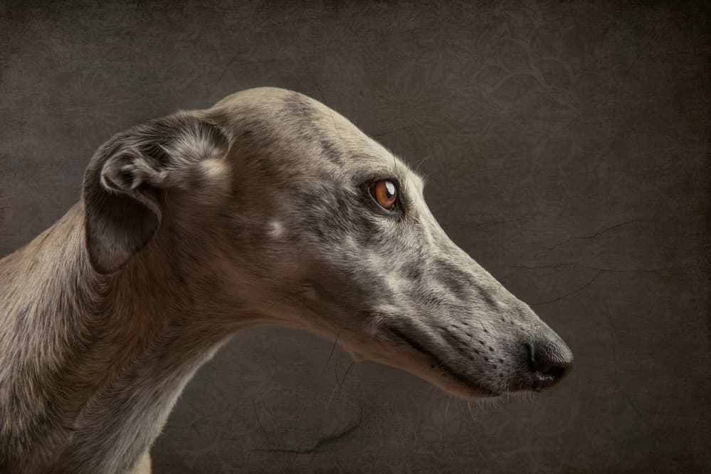 Elegant Sighthound Portrait by Heike Willers — canvas wall art