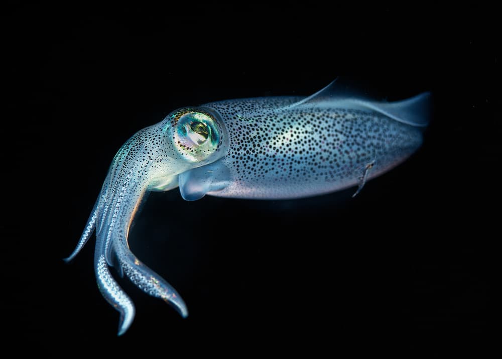 Glowing Ocean Squid by Jennifer Lu — canvas wall art