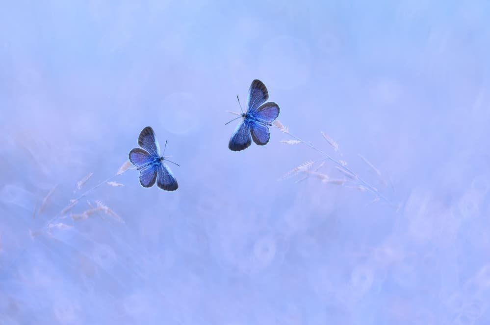 Gentle Blue Butterflies by Edy Pamungkas — canvas wall art