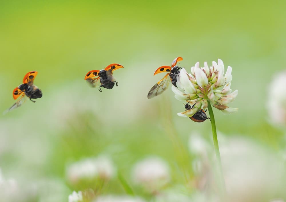 Ladybugs In Flight by Takashi Suzuki — canvas wall art