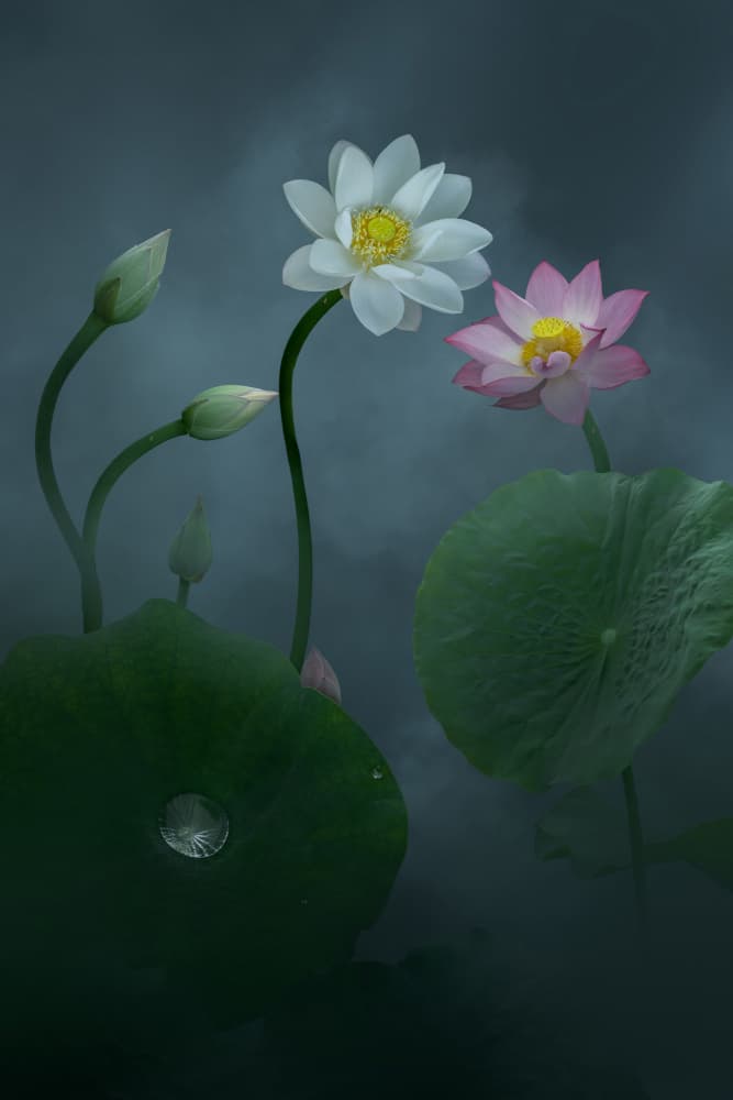 Misty Lotus Bloom by NingYun Ye — canvas wall art