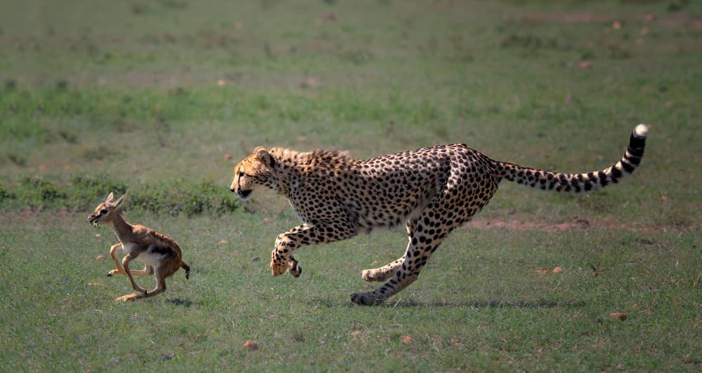 Cheetah Chasing Gazelle by Jie Fischer — canvas wall art