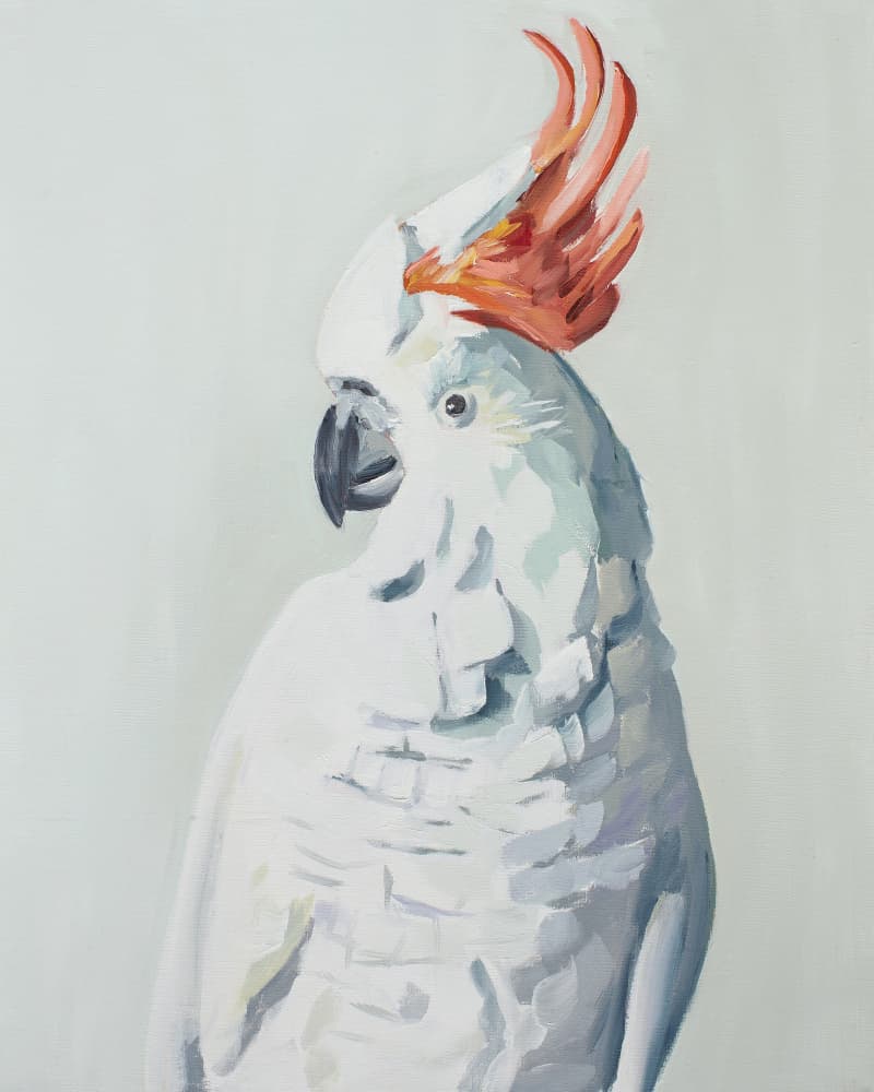 White Cockadoo by Jenny Westenhofer — canvas wall art