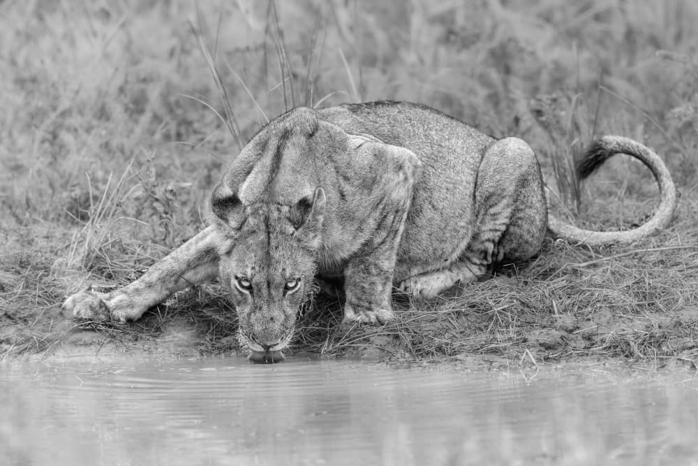 Focused Lioness Drinking by Alessandro Catta — canvas wall art