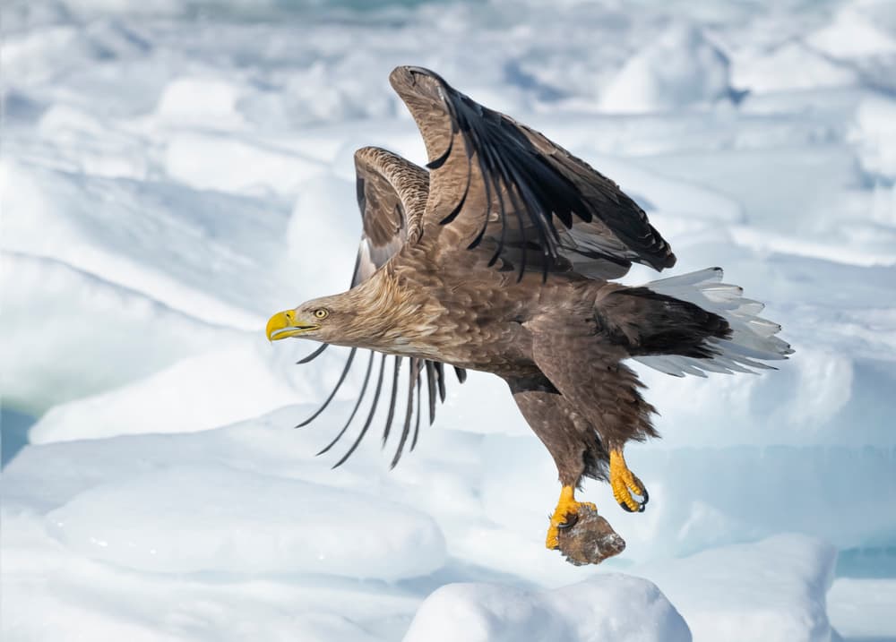 Flying Eagle Over Ice by Larry Deng APA — canvas wall art