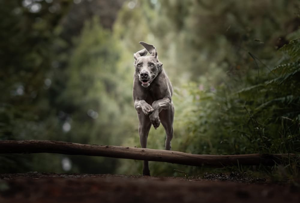Leaping Forest Dog by Alfonso maseda varela — canvas wall art