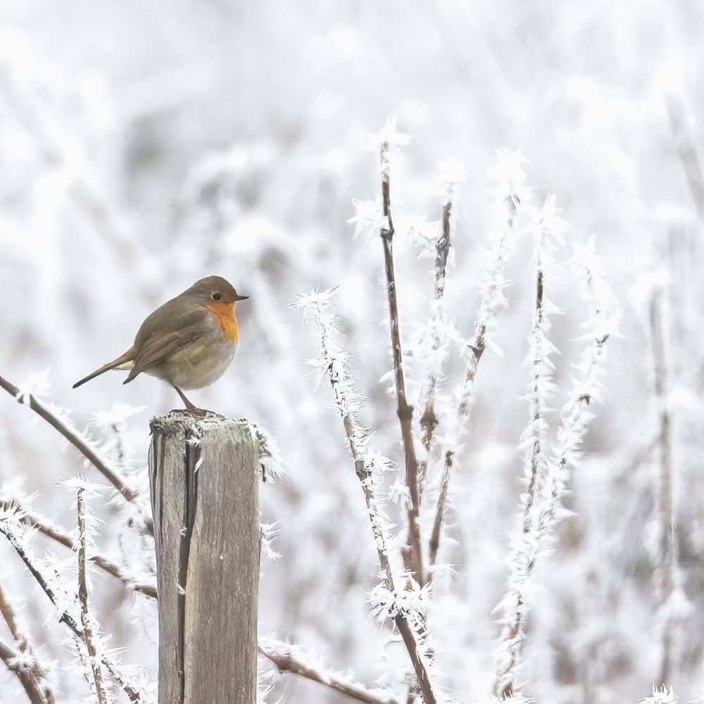 Frosty Robin Perch by alberti Patrick — canvas wall art