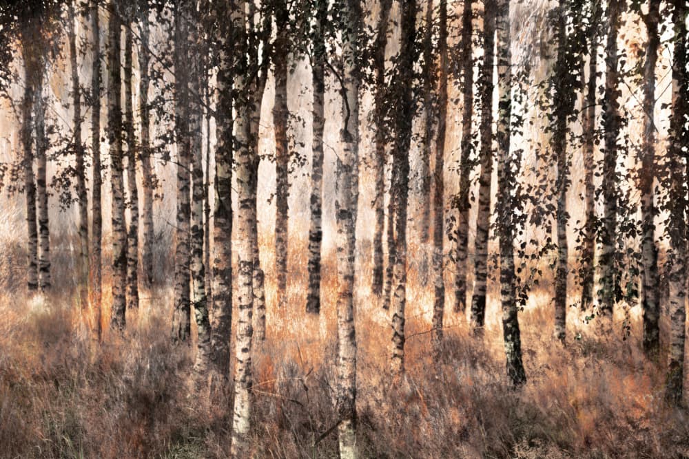 Golden Birch Forest by Christina Sillen — canvas wall art