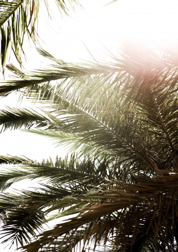 Sunlit Palm Glow by Shot by Clint — canvas wall art