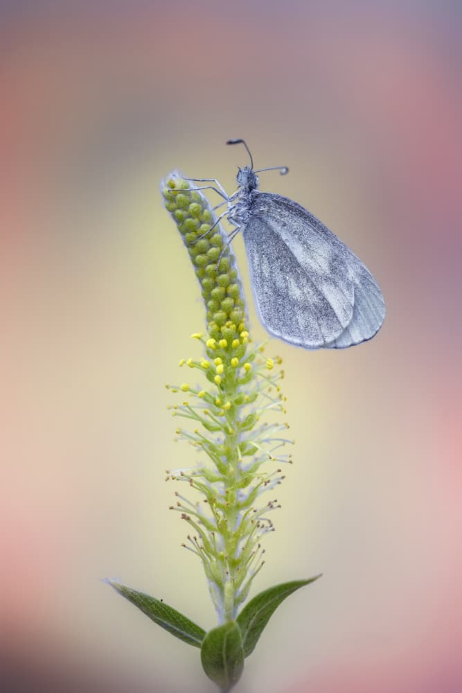 White Butterfly on Bloom by Fabrizio Daminelli — canvas wall art