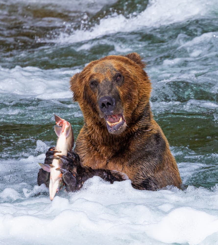 Grizzly Bear Salmon Catch by Yanny Liu — canvas wall art