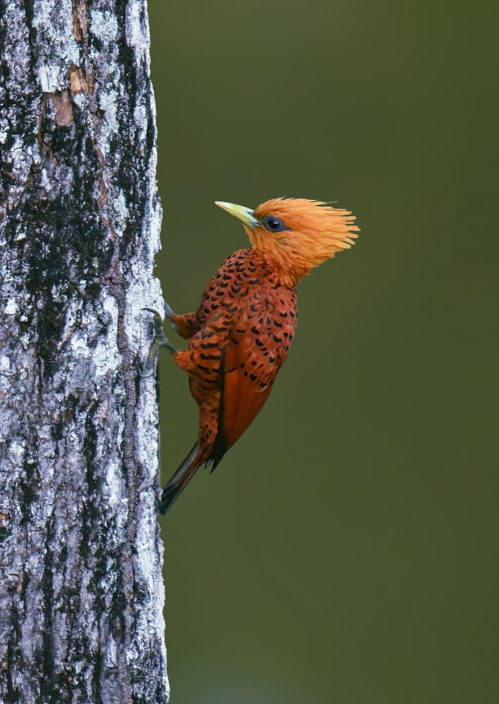 Vibrant Crested Woodpecker by Mike He — canvas wall art
