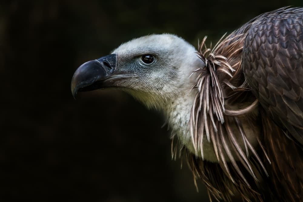 Griffon Vulture Portrait by Dennis Mohrmann — canvas wall art