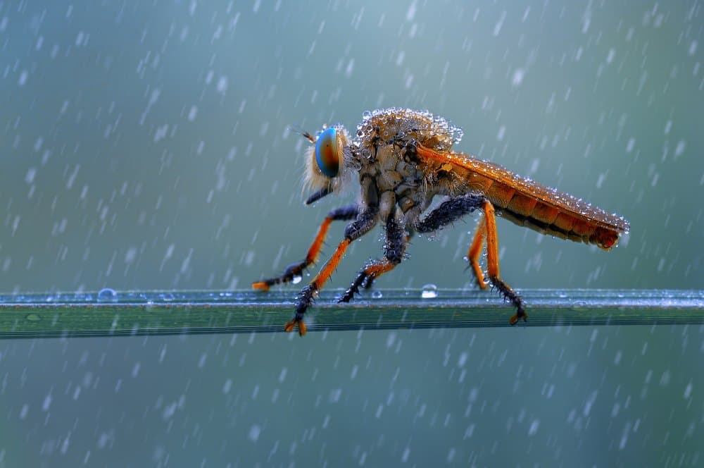 Robber Fly In Rain by Edy Pamungkas — canvas wall art