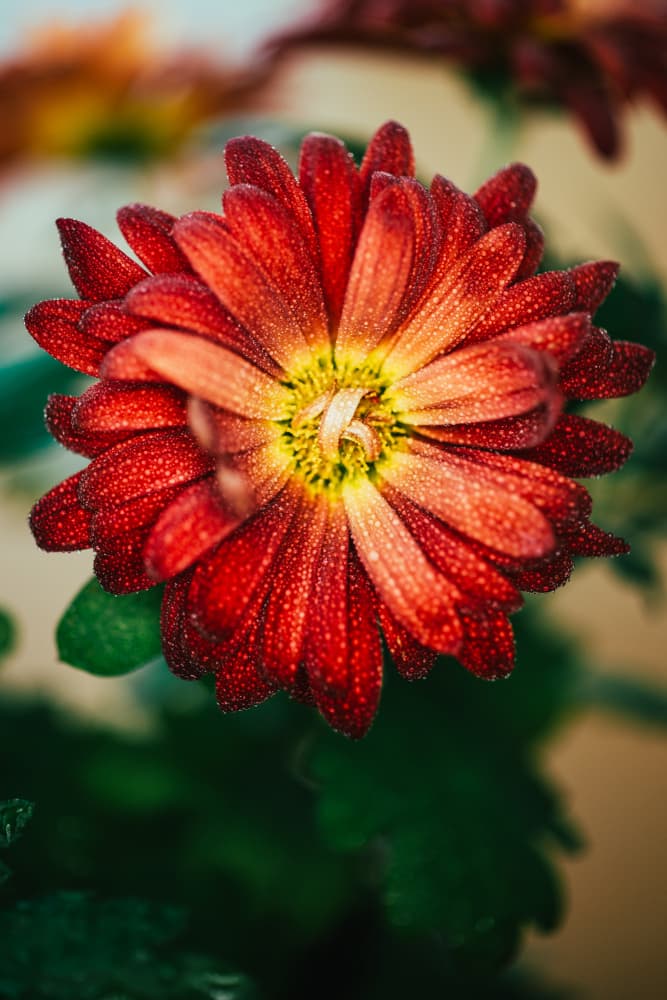 Dew Kissed Petals by Javier Pardina — canvas wall art