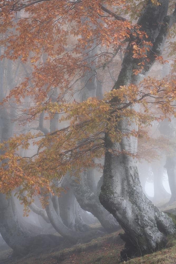 Enchanted Foggy Forest by Roberto Marchegiani — canvas wall art