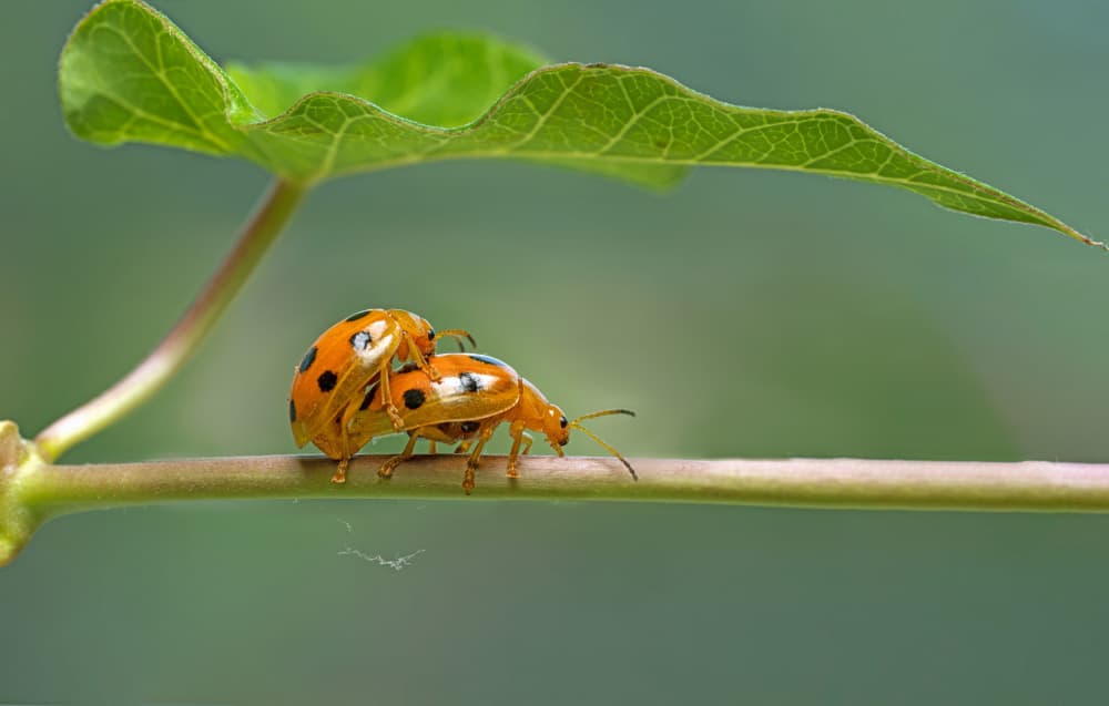 Mating Orange Beetles by Summer2016 — canvas wall art