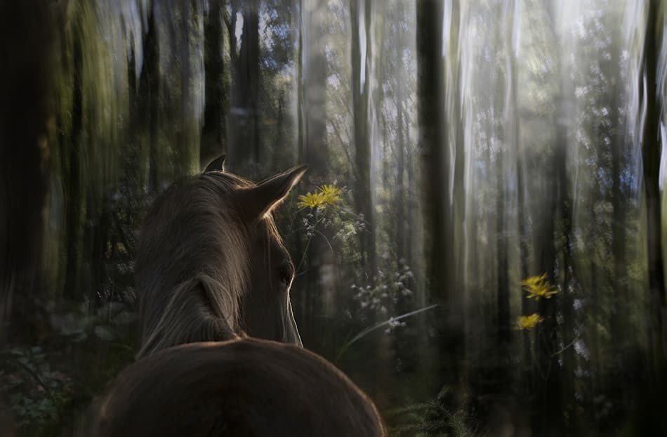 Ethereal Woodland Horse by Milan Malovrh — canvas wall art