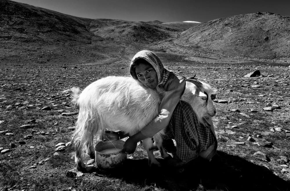 Woman Milking Goat by Joxe Inazio Kuesta Garmendia — canvas wall art