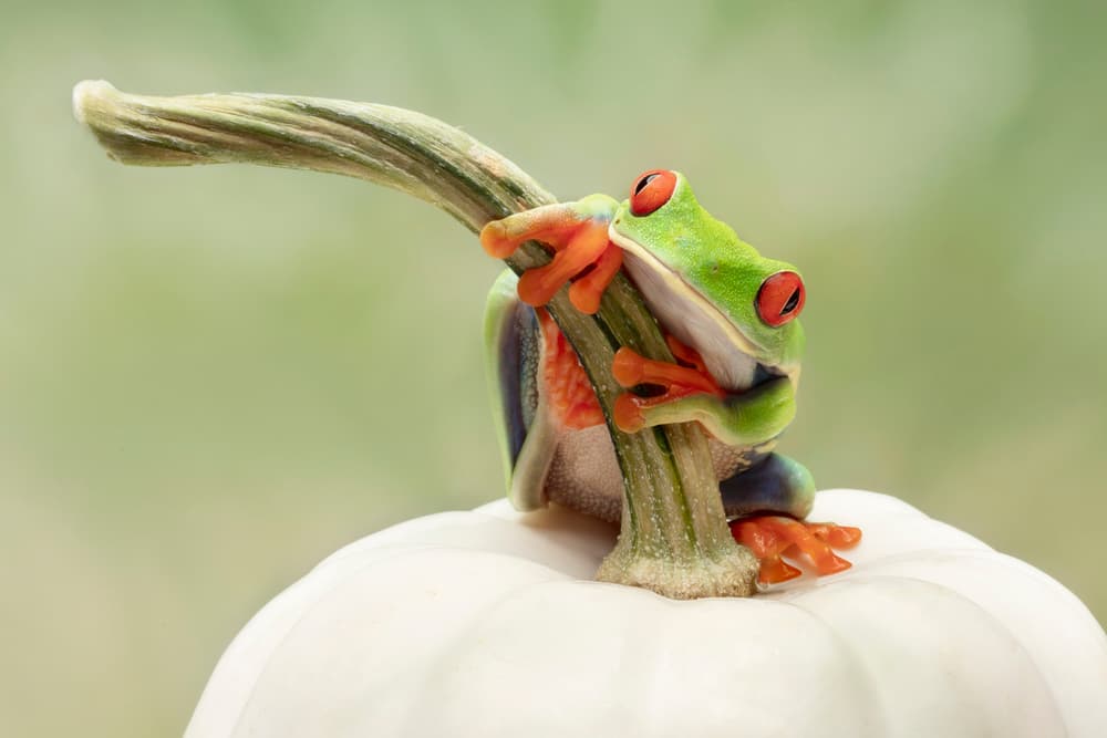 Red-Eyed Frog on Pumpkin by Linda D Lester — canvas wall art