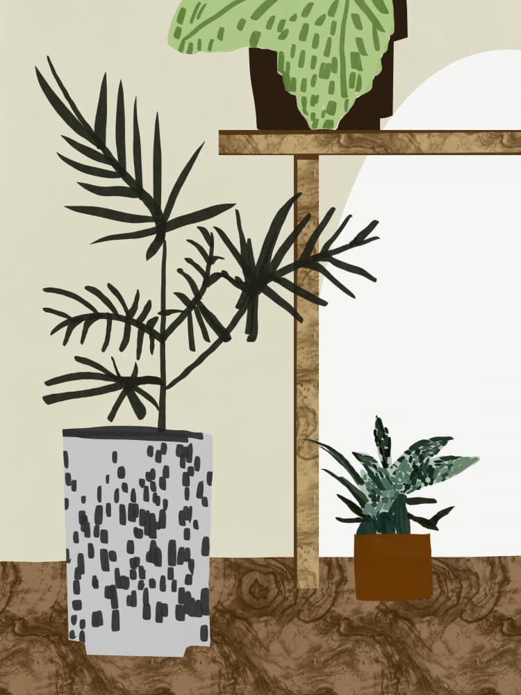 Modern Indoor Plants by Little Dean — canvas wall art