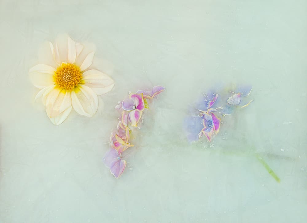 Serene Floating Flowers by Pedro Uranga — canvas wall art