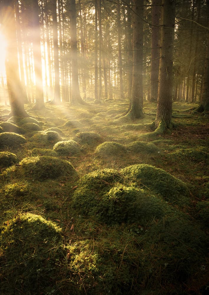 Sunlit Mossy Forest by Christian Lindsten — canvas wall art