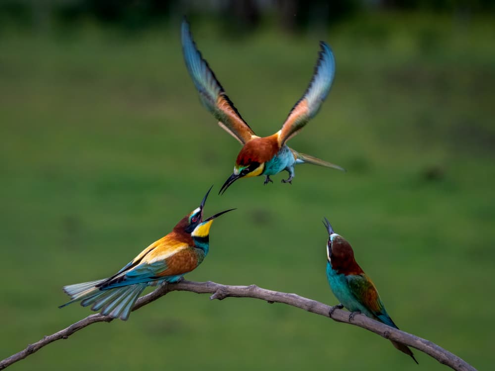 Colorful Bee-eaters Landing by John J. Chen — canvas wall art