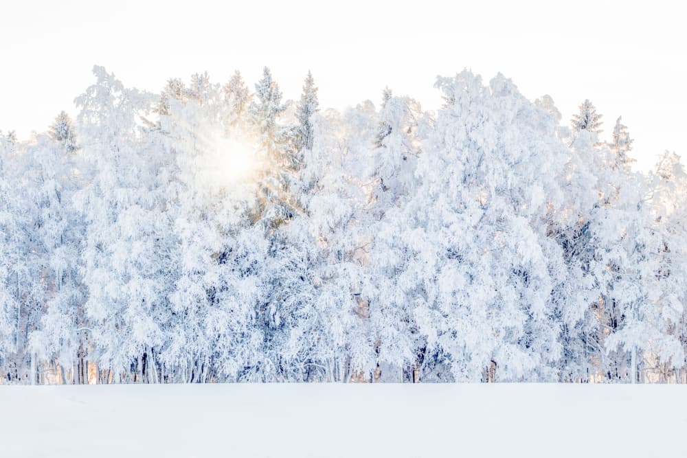 Winter Forest Sunlight by EMELIEmaria — canvas wall art