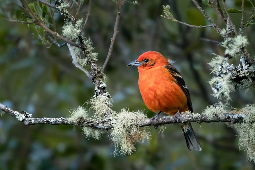 Vibrant Orange Forest Bird by Els Keurlinckx — canvas wall art