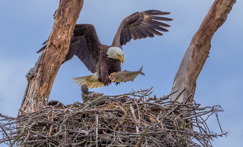 Bald Eagle Bringing Fish by David Hua — canvas wall art