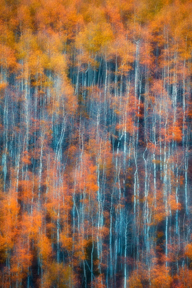 Golden Aspen Abstract by Mei Xu — canvas wall art