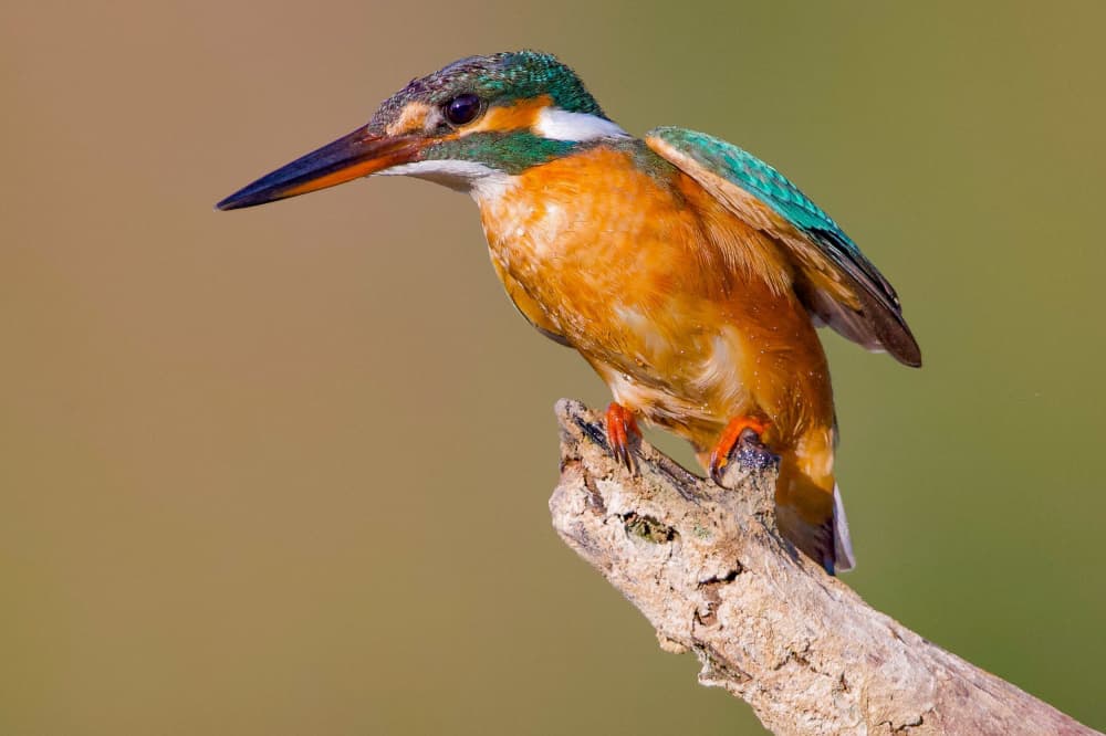 Vibrant Kingfisher Perched by David Manusevich — canvas wall art