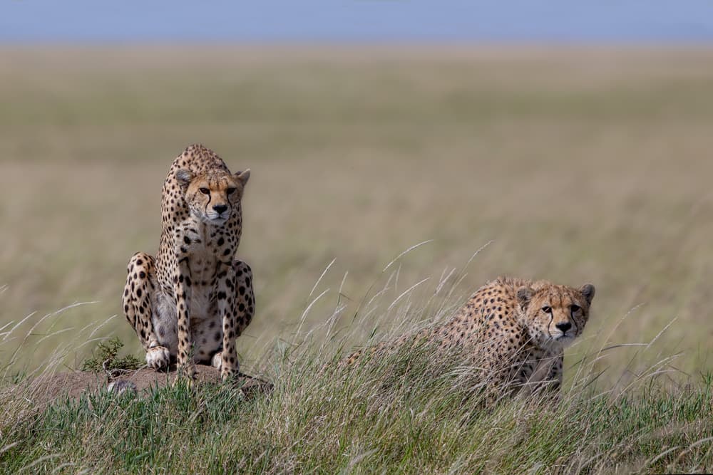 Cheetahs on the Savanna by Alessandro Catta — canvas wall art