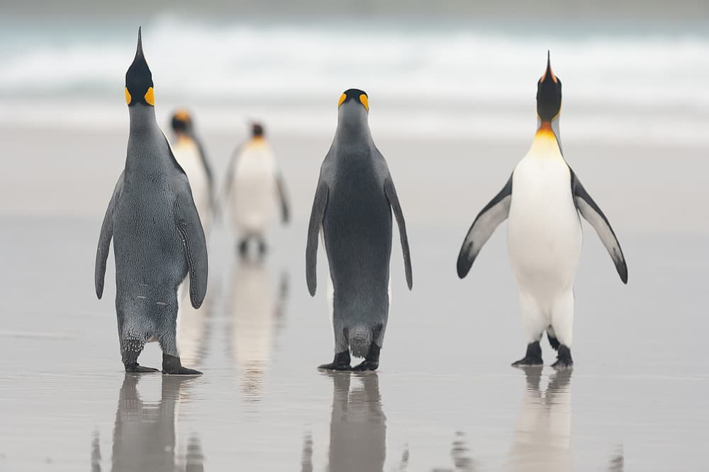Penguins Shoreline Stroll by Joan Gil Raga — canvas wall art