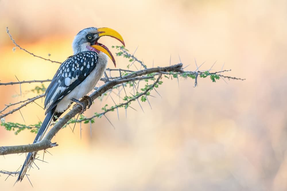Yellow Hornbill Calling by YY DB — canvas wall art