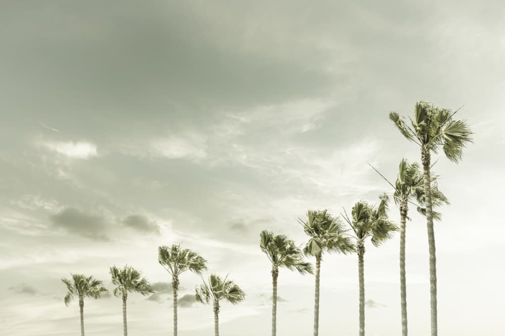 Swaying Palm Trees by Melanie Viola — canvas wall art