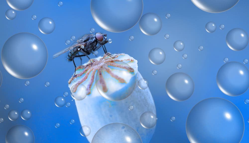 Dreamy Fly Poppy Bubbles by Thierry Dufour — canvas wall art