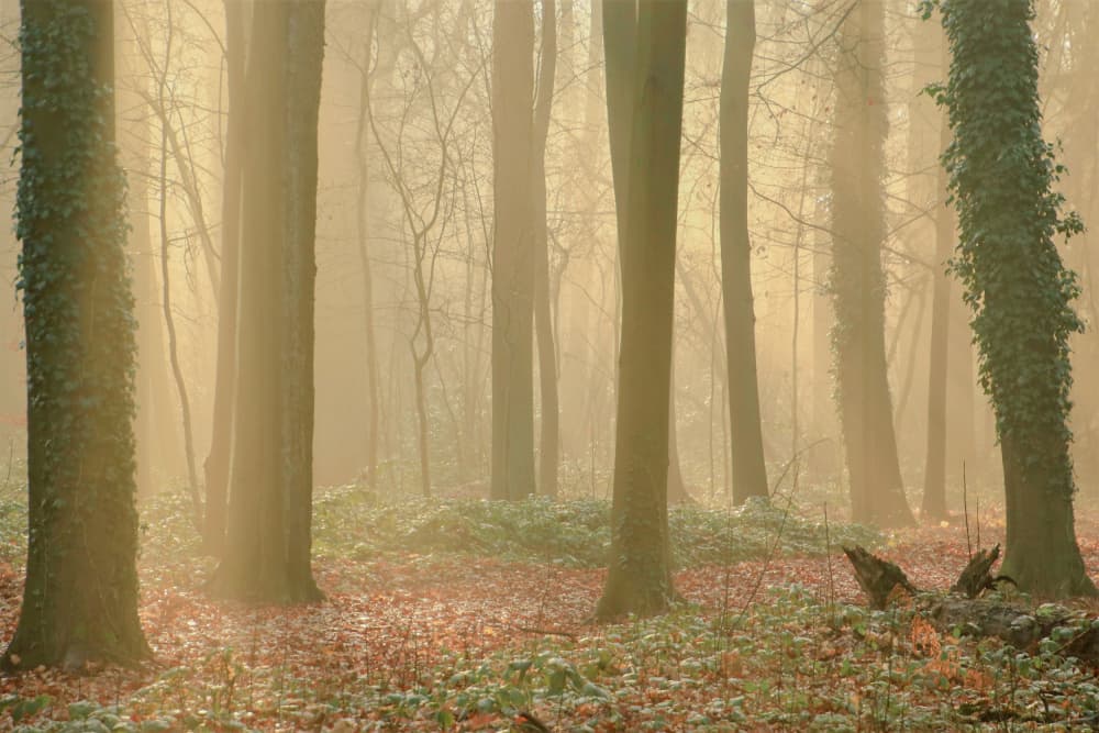 Sunlit Misty Forest by Anke Sol — canvas wall art